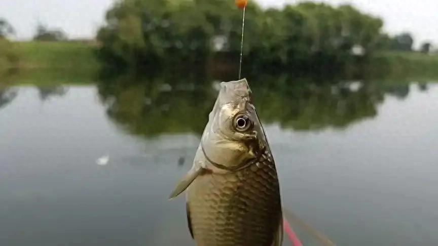 只钩住鱼嘴, 但调得太灵