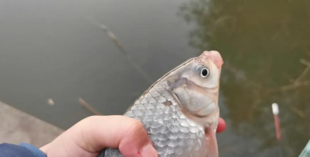 img, 之间找到一, 沉稳