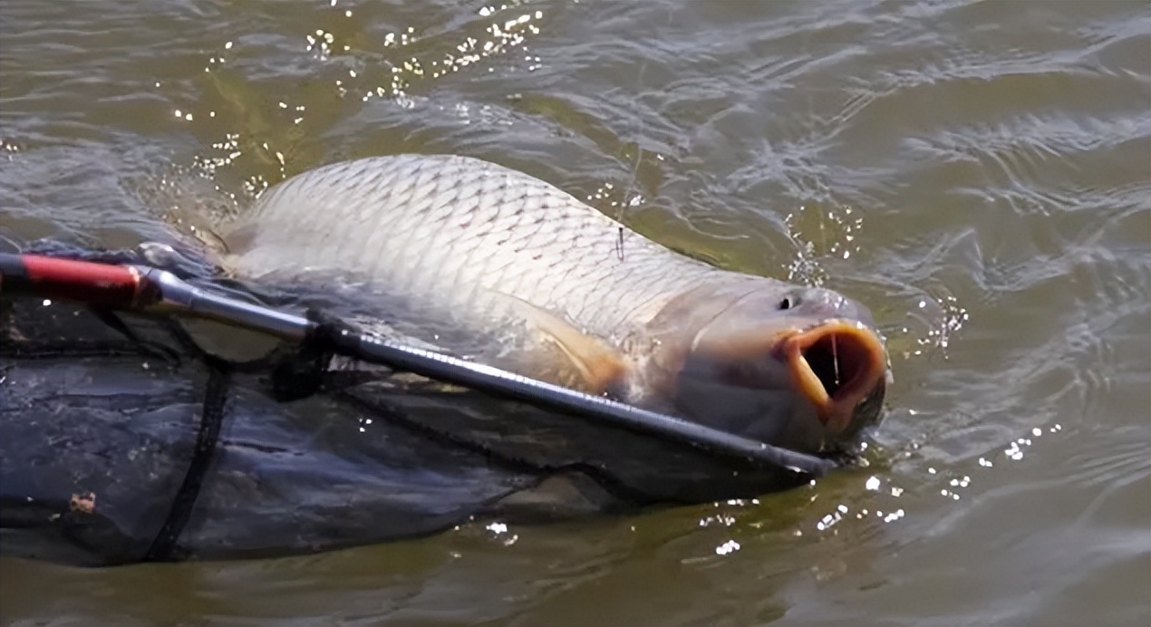 鱼的钩位, msn, 钓鱼秘籍